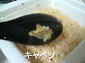 サッポロ一番：ピリ辛味噌カルビ味焼そば