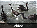 02 Noisy black swans of some kind - Canberra, Australia