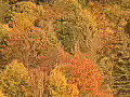 Royalty Free Stock Video HD Footage Zoom Out to Fall Leaves and Mountainside on a Windy Day in North Carolina