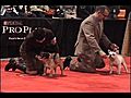 Best of Breed French Bulldog Judging