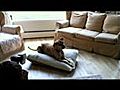Dog Products: Dog Beds at Waggers