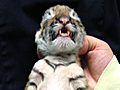 Top Picks : Baby tiger : CTV National News: Rob Brown on the birth