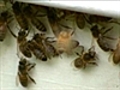 Lucky escape for stung beekeeper