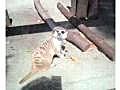 ミーアキャット