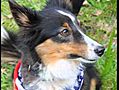 Fundraiser Dog Walk to benefit the NJSPCA
