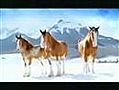 Pub - Biere - Bataille Boules De Neige Entre Chevaux