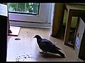 Injured pigeon antics