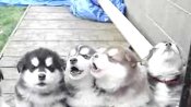 4-Week-Old Puppies Howling