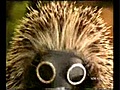 Hedgehogs wear gas masks (1)