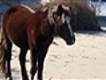 Advocates say N.C.&#039;s wild horses at risk