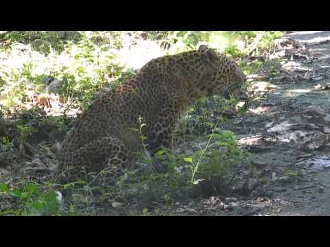 Indian Leopard Safari - Exyi - Ex Videos