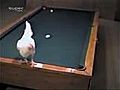 Une poule qui joue au billard