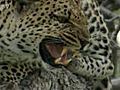 Eye of the Leopard