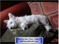 CRAZY -extreme FUNNY dog pics - CHECK IT OUT !!!