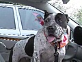 Mercedes released from Broward’s canine death row