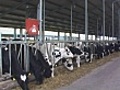Cows In A Factory Farm