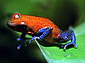 Strawberry Poison Dart Frog