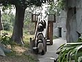 Silly pandas