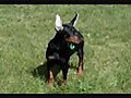 Three Doberman Puppies Playing for Sale 11 Wks Old,  Ears Cropped Day Before the Doberman Puppy Video