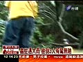 阿里山翻車翻版路樹倒砸毀轎車