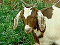 Goats Help Business Win Mowing War