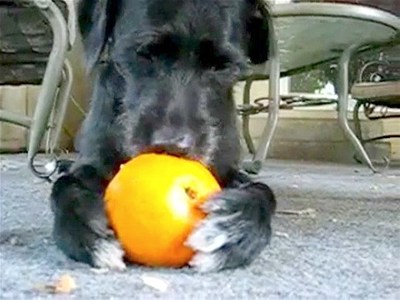 Dog Enjoys an Orange