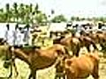 Horse trading: Mela attracts hordes in TN