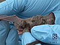 Wild Moments: Disease Affects Bats