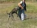 Doga Presa Canario ,,  In Aktie Politie Training ,,