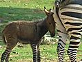 Raw video: Mom zebra,  dad donkey, I am donkra