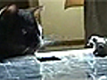 Top Videos: Mouse Bashing Cat