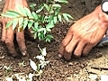 Reforestation project takes root in Peruvian Amazon