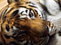 Should Animals Be Doing More For The Animal Rights Movement?