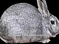Silver Lion Head Rabbit ?  Rabbit Types Series