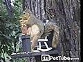 Squirrel Takes a Seat to Eat
