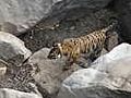 Tiger cubs spotted in Panna Reserve