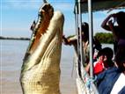 Jumping croc in Australia takes tourists by surprise