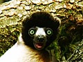 TINY Lemur