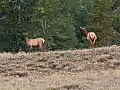 Royalty Free Stock Video HD Footage Deer Walking in a Field in Grand Teton National Park