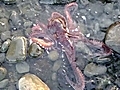 Octopus Close Encounter (part2)