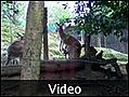 Cairns Tropical Zoo...kangaroo and joey - Cairns, Australia