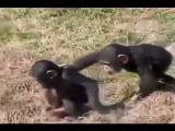 Jealous Monkey Pushes His Friend In The Water