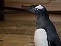 Mr. Popper’s Penguins - Clip - That&#039;s Not My Penguin