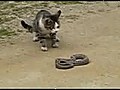 Cat Vs Snake the Cat Reflexes Are Crazy Nice