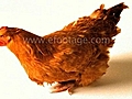 CHICKEN LAYS EGG - HD