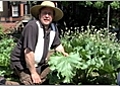 How to Grow a Vegetable Garden