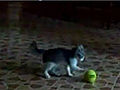 Kitten Vs. Scary Tennis Ball