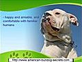 American Bulldog History