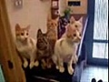 Chorale des Chats