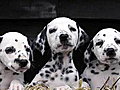 NBC TODAY Show - Seeing Spots? Dalmatian Delivers 16 Pups